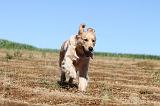 GOLDEN RETRIEVER 088